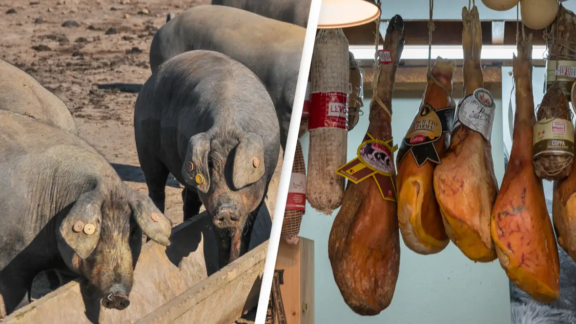 Eckhard Supp / Steve Hawkins Photography / Alamy