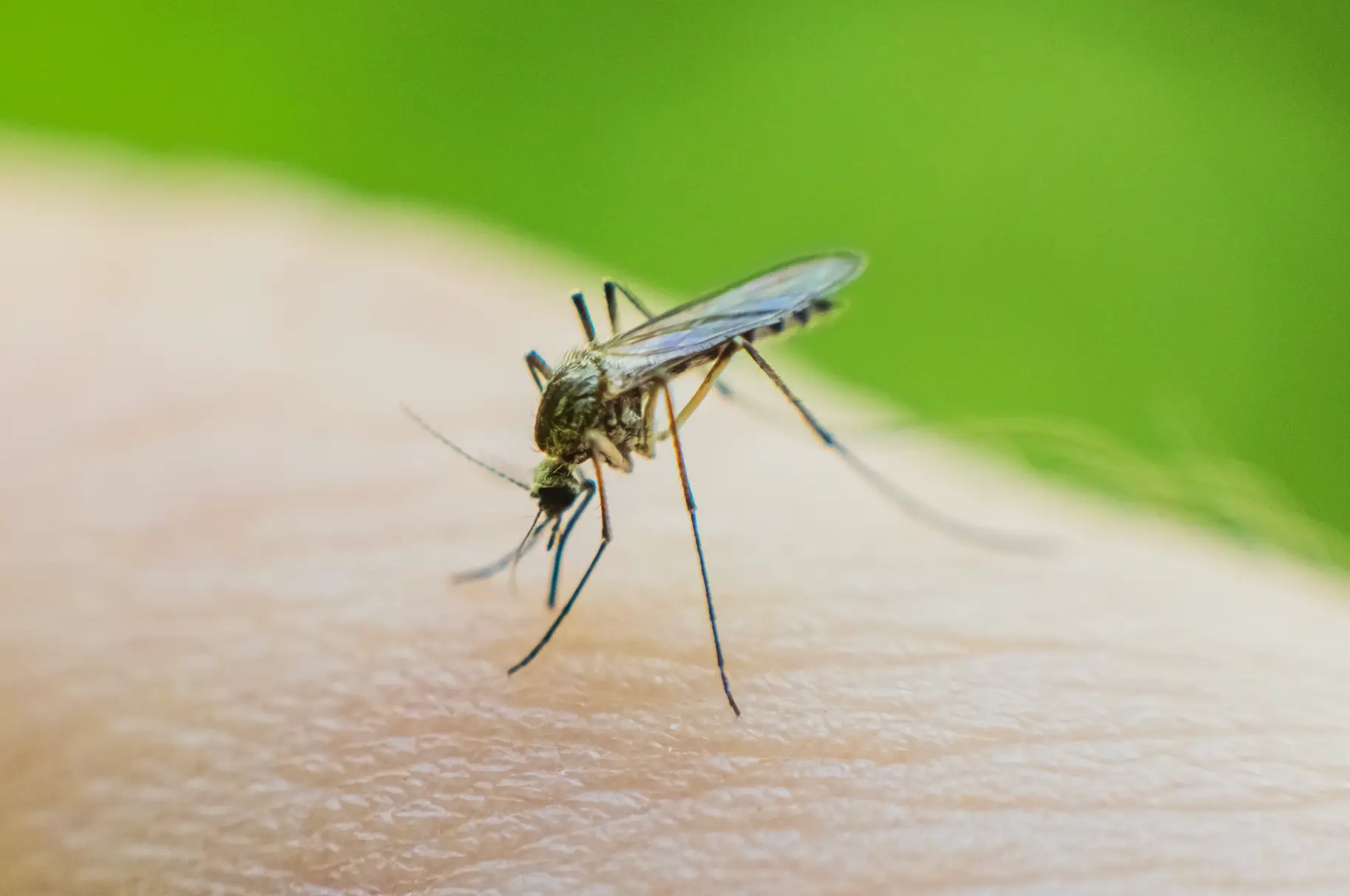 The Chikungunya virus is contracted after being bitten by an infected mosquito (Getty Stock Image)