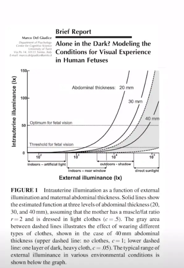 Vsauce reports that the inside of a womb can be "as bright as an overcast day".