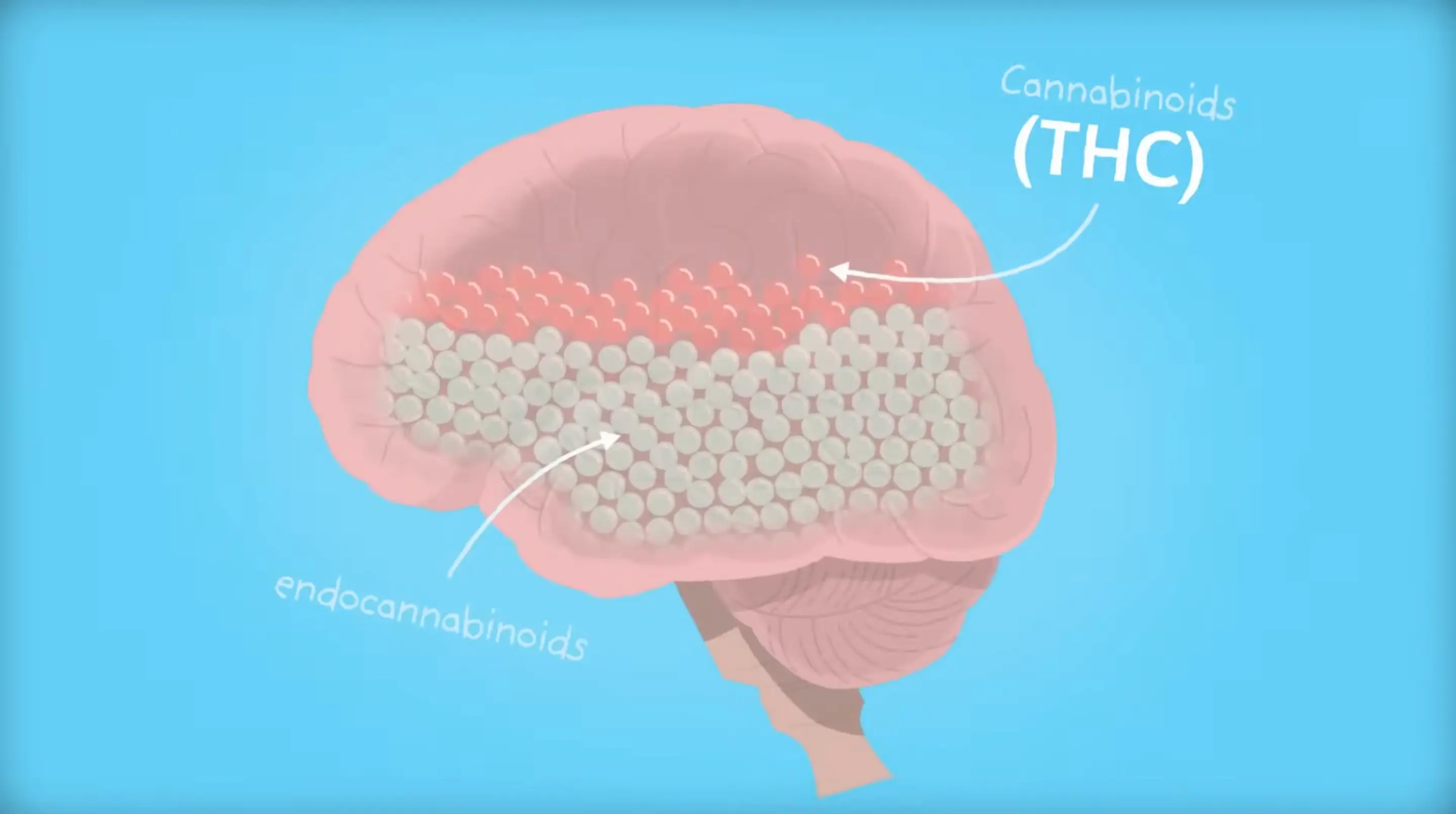 The clip illustrated how cannabis use can affect the brain (YouTube/Carleton University)