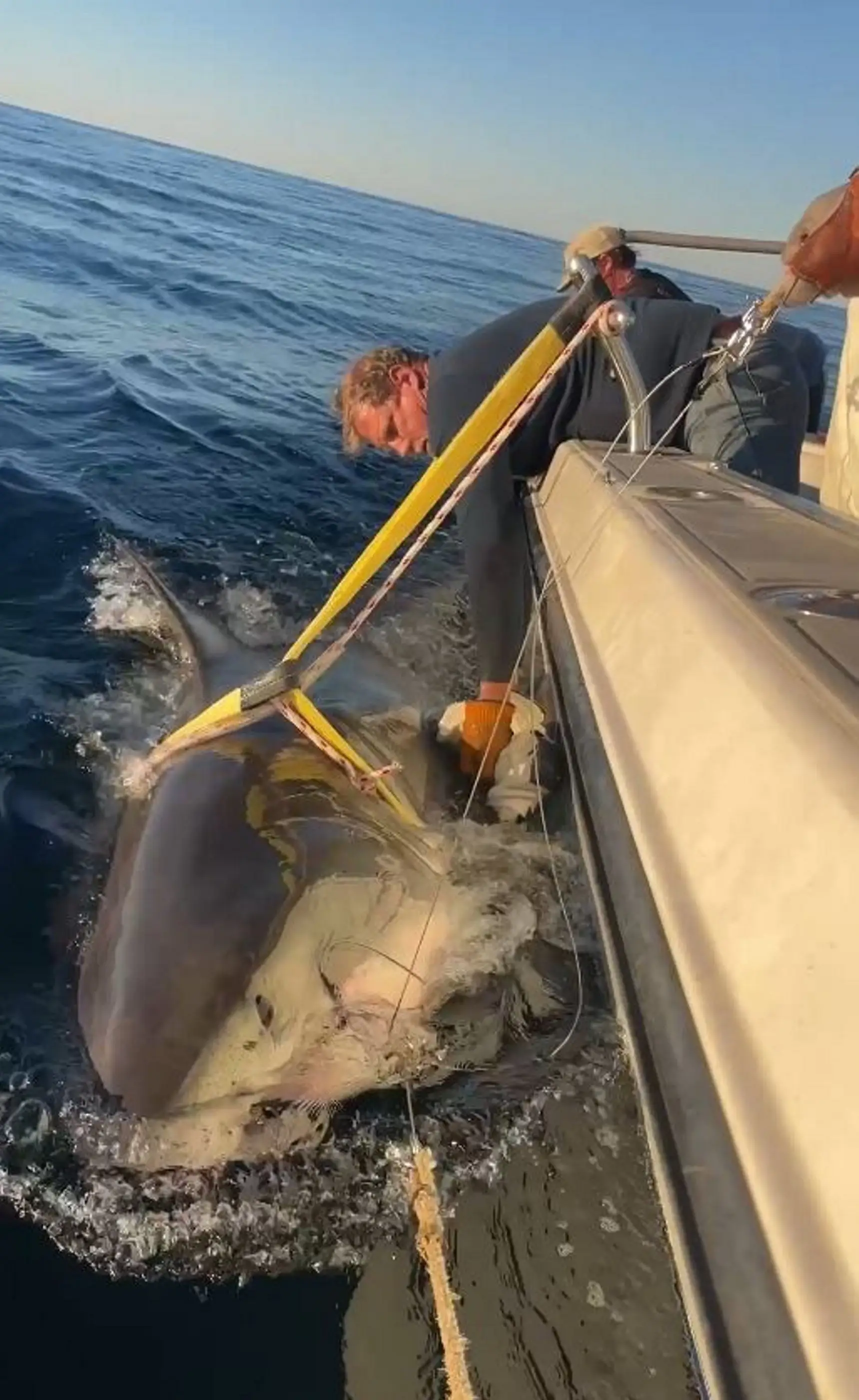 The great white is a whopping 14ft long (Picture: OCEARCH)