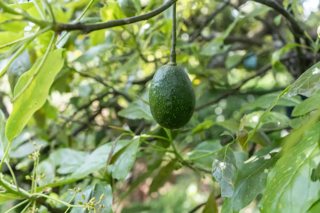 Avocados are difficult to grow and overwhelmingly come from Mexico (Cristopher Rogel Blanquet/Getty Images)