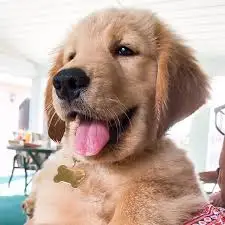 They welcomed Tucker into their family in 2018. (@tuckerbudzyn/Instagram)