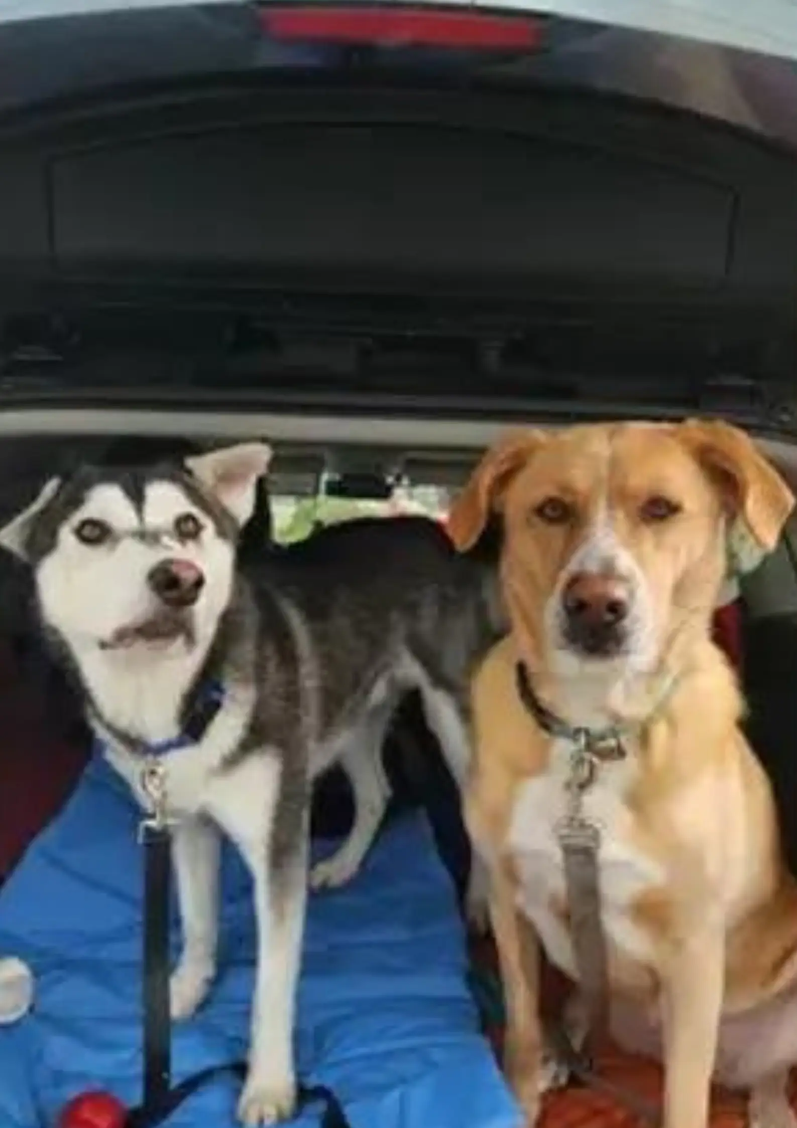 The Lankston family and their dog River travelled 1,000 miles to collect Harvey.