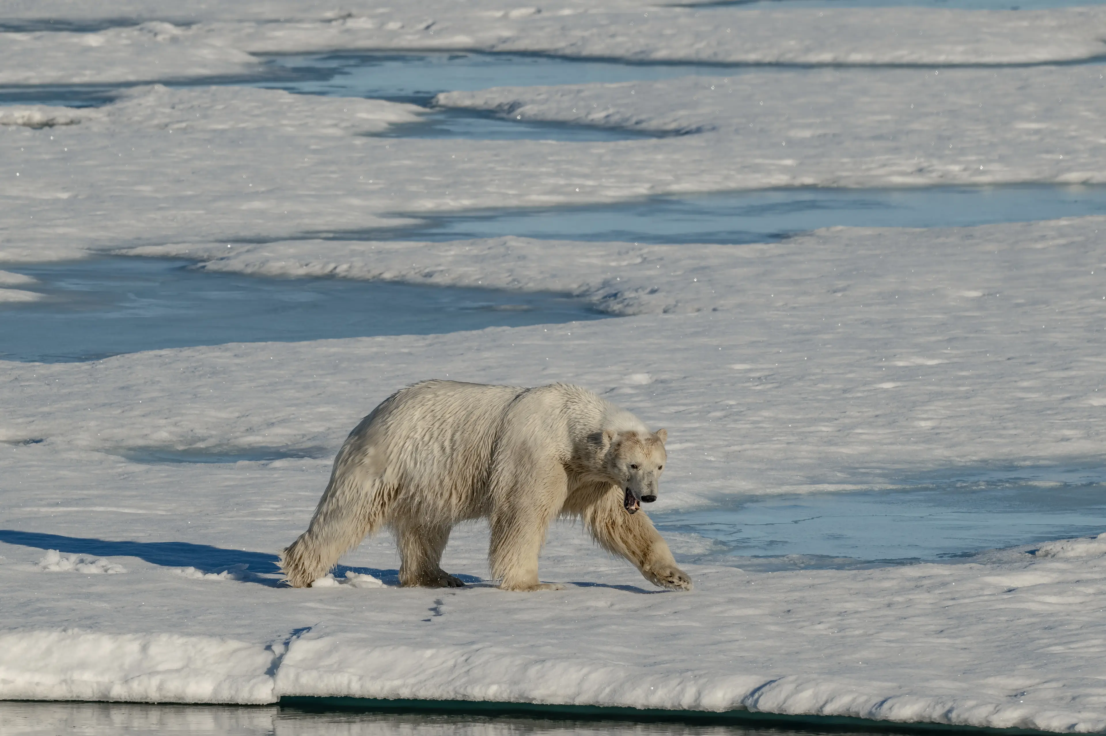 The worker is reported as having been attacked by two polar bears. (Sebnem Coskun/Anadolu via Getty Images) 