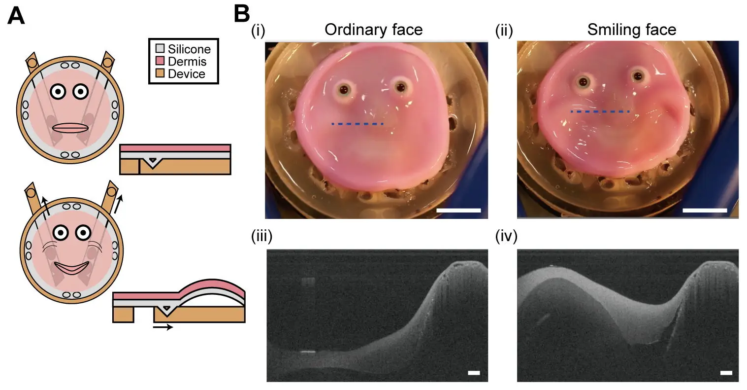 The skin can be layered on a robot's face. (Takeuchi et al 2024/SWNS)