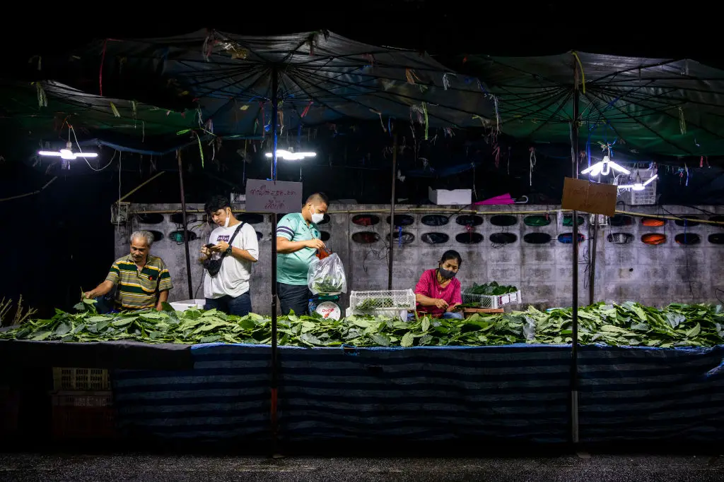 The herbal extract comes from a plant grown in Southeast Asia (Lauren DeCicca/Getty Images)