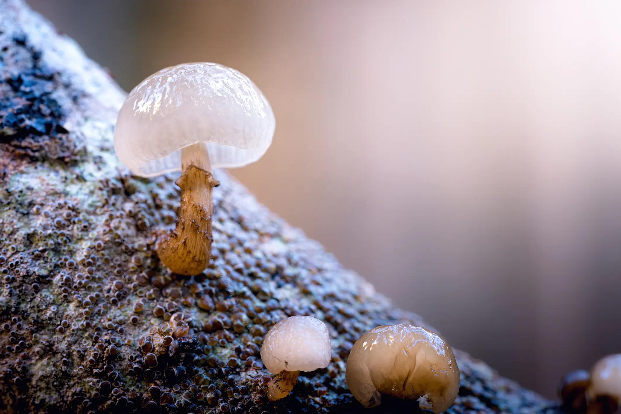 Dangerous fungi can build up in the mouthpieces (Daniel Garrido / Getty)