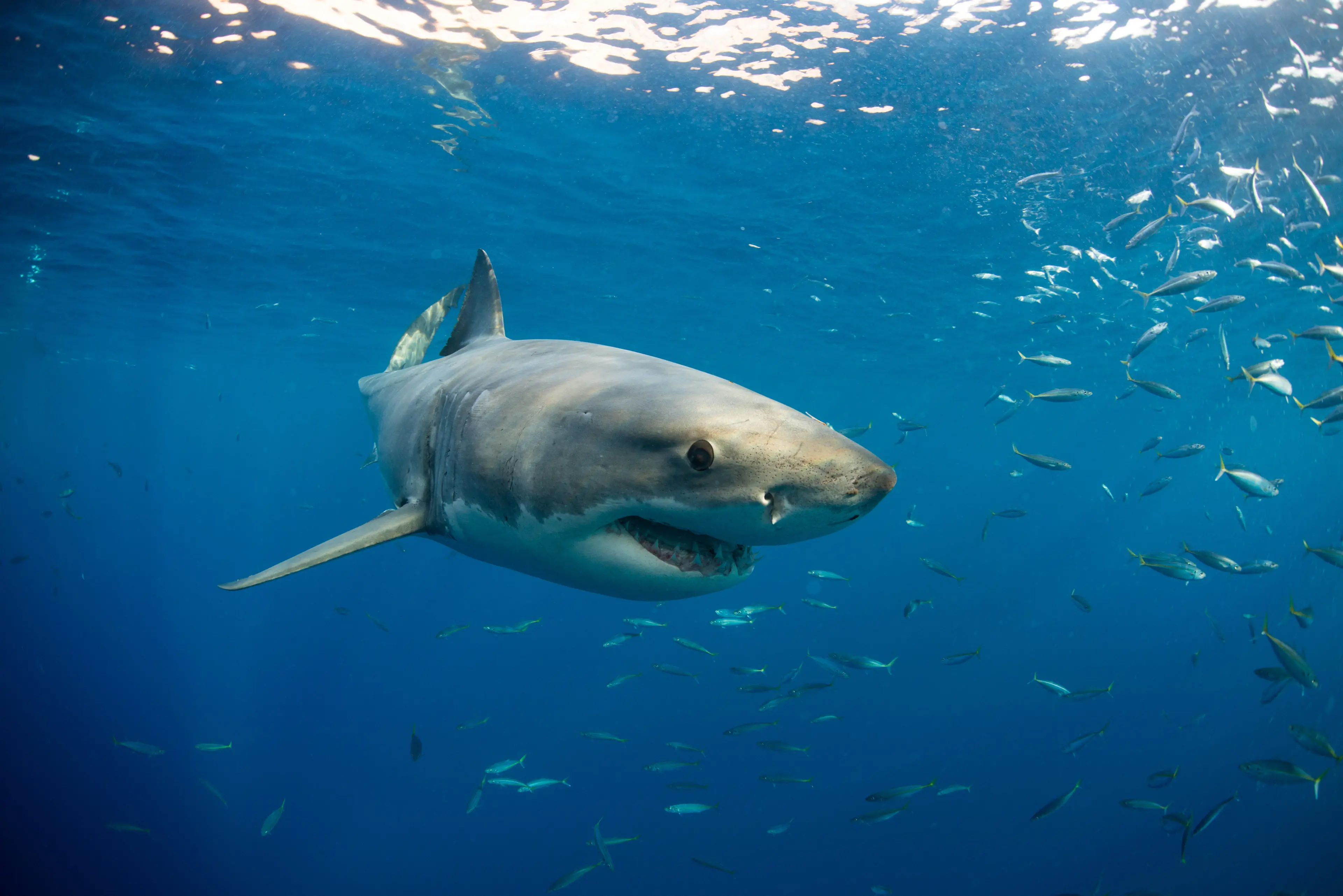 Great White shark.