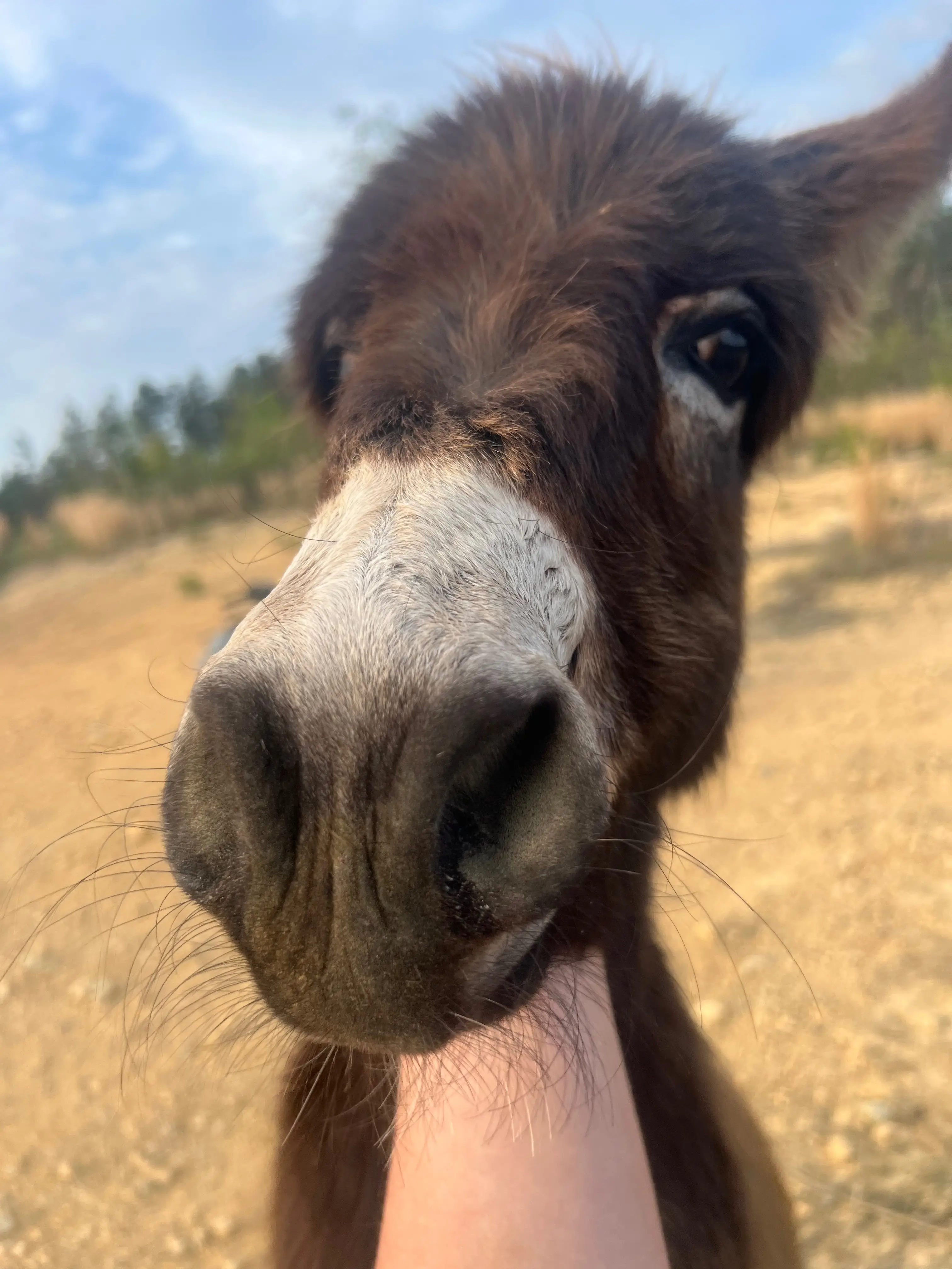 HeeHaw was described as a small, tranquil donkey (GoFundMe)