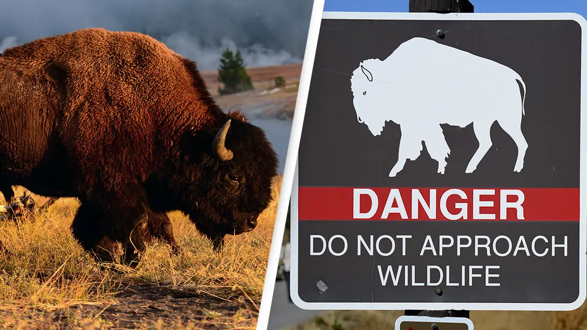 Credit: VW Pics/Getty Images. Robert Alexander/Getty Images