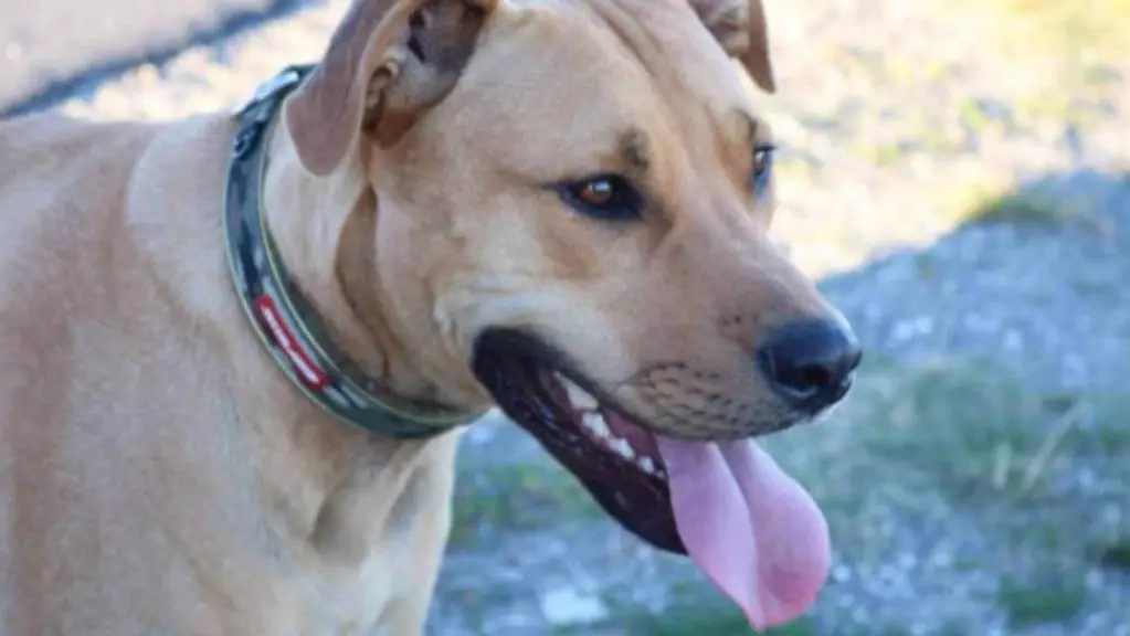 Beloved family dog Sarge was 'mistakenly' put down by Gisborne District Council on Friday.