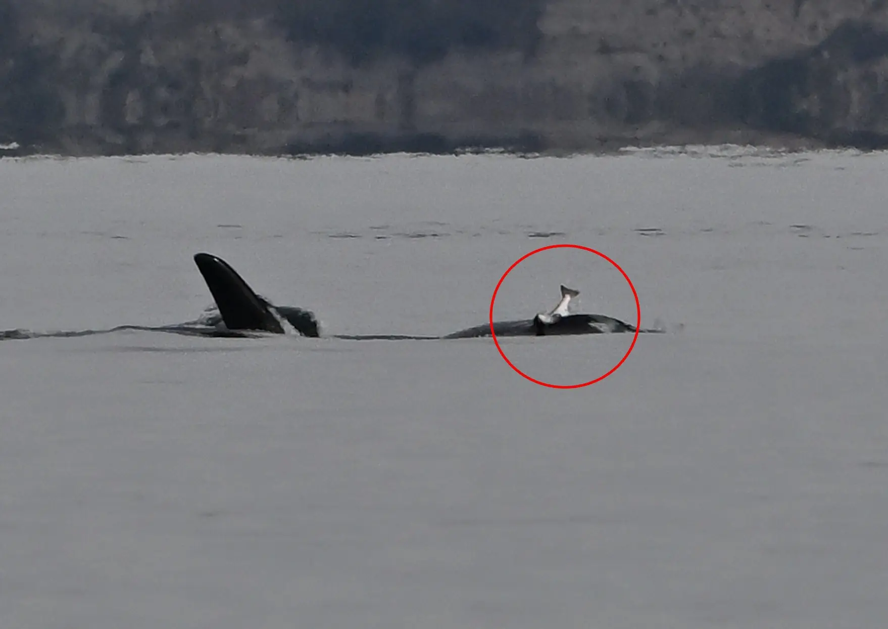 A whale was recently spotted wearing a dead salmon on its head (Jim Pasola/Facebook)