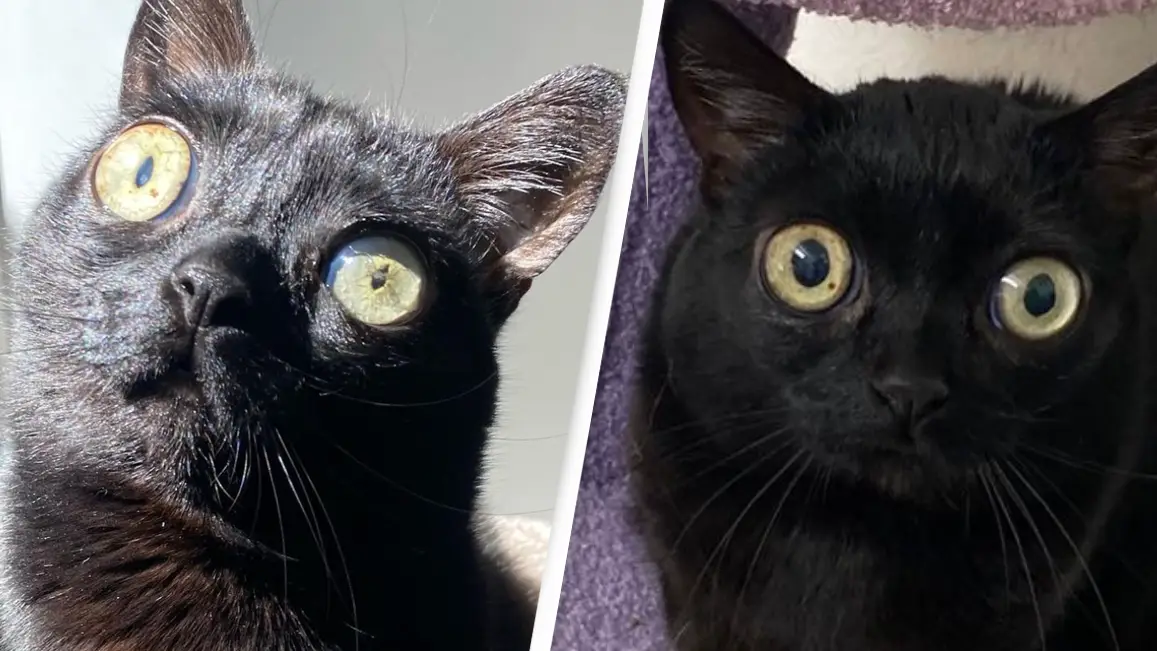 Black Cat Named Jinx Elected Mayor Of Town Named 'Hell'