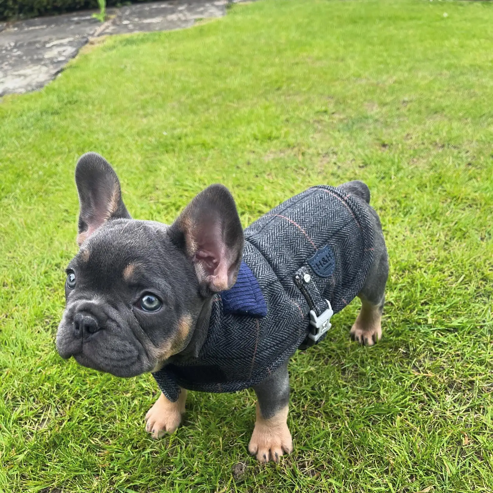 Viscuso and Cavill share a French Bulldog named Baggins. (nviscuso/Instagram)