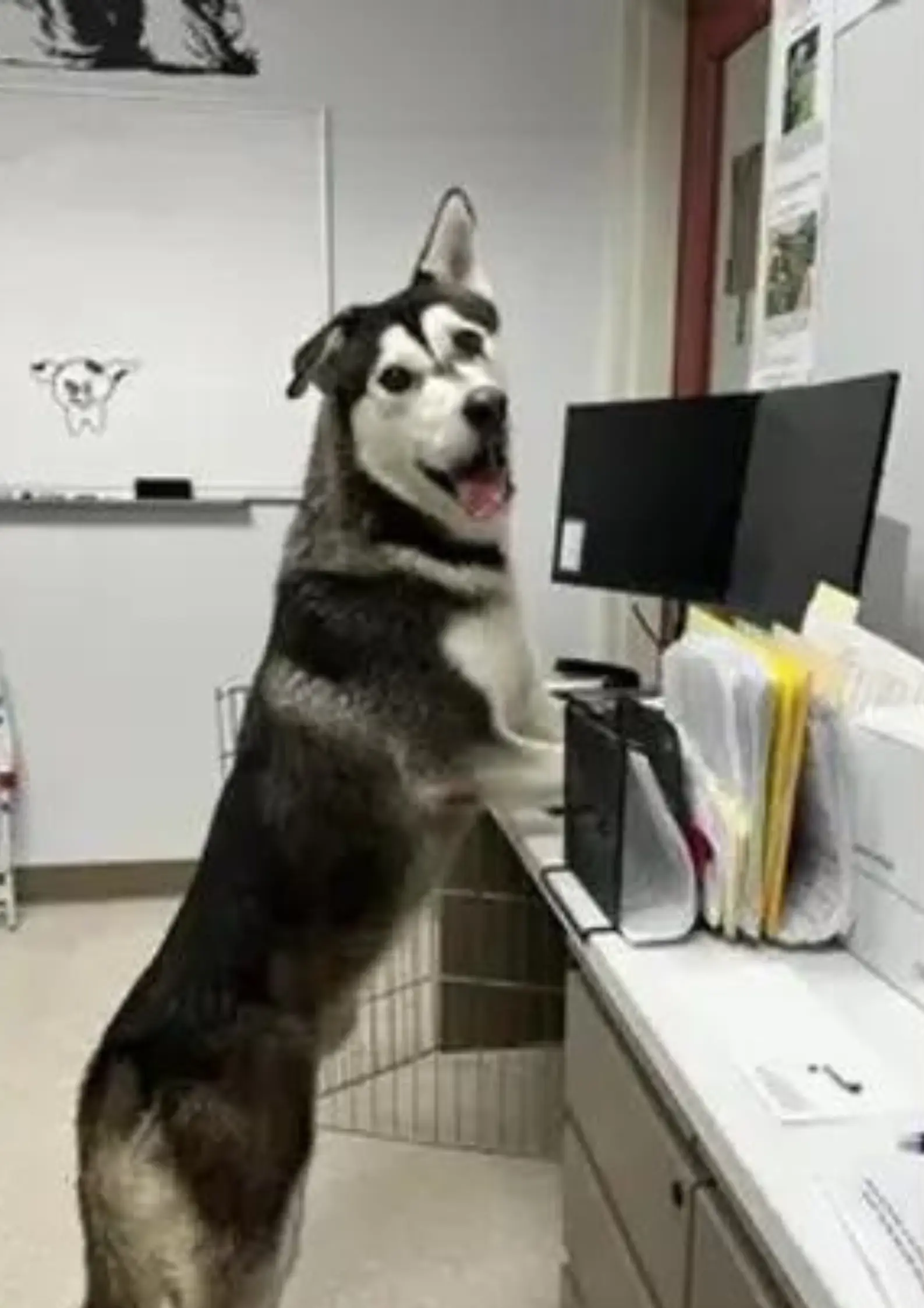 Shelter staff member Joy wanted to make sure Harvey found his forever home.