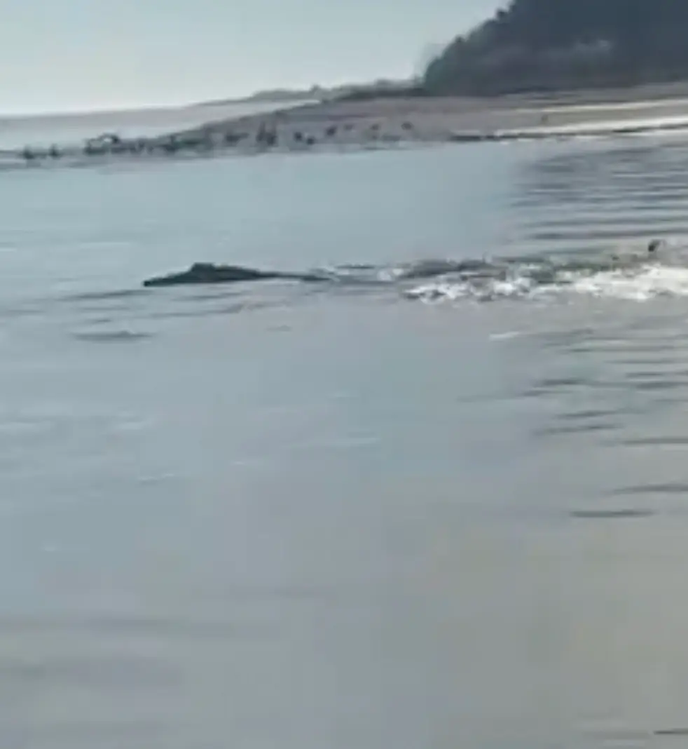 The bizarre creature was spotted lurking in the waters of North Carolina.