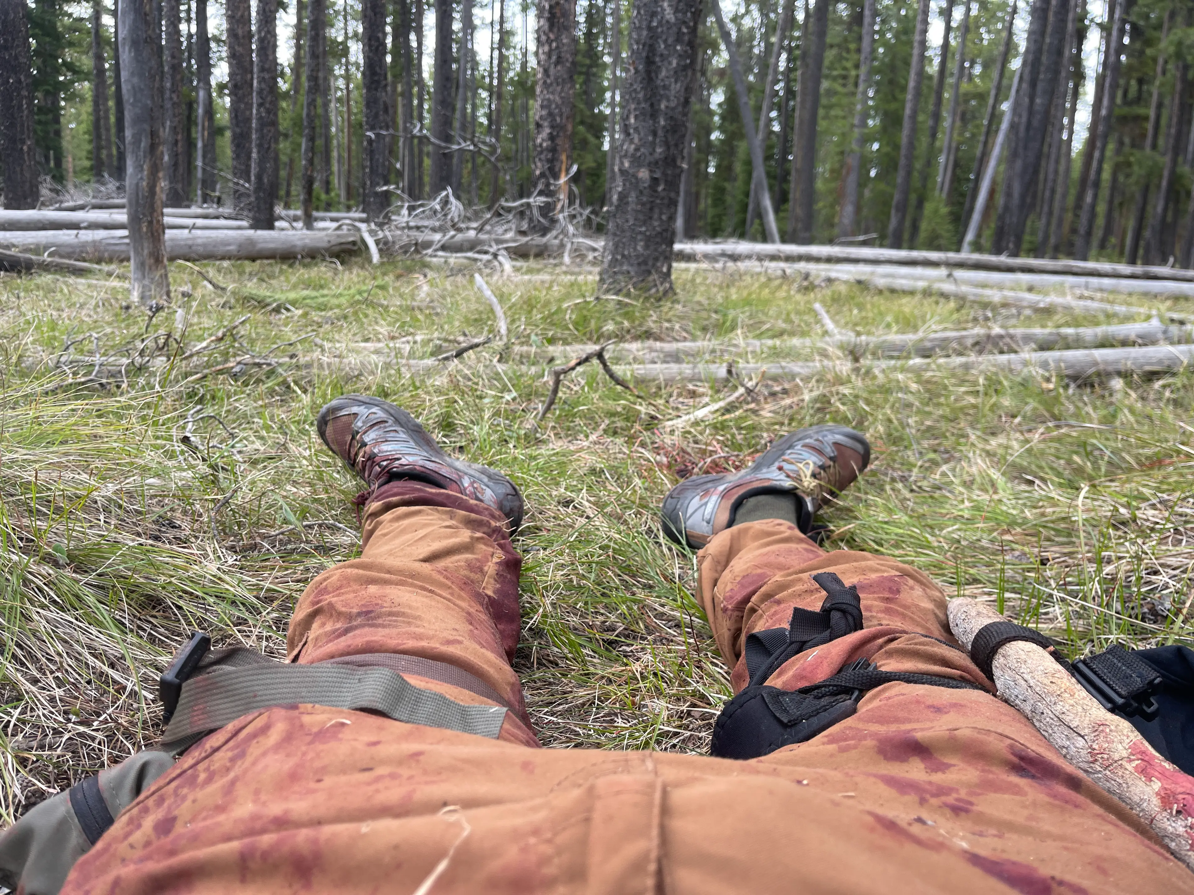 After the bear spray repelled the beast in an unconventional way, Burke crawled over and under fallen trees to get as far away as possible from it (Shayne Burke)