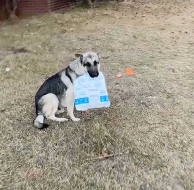 The dog runs rings around Welch.