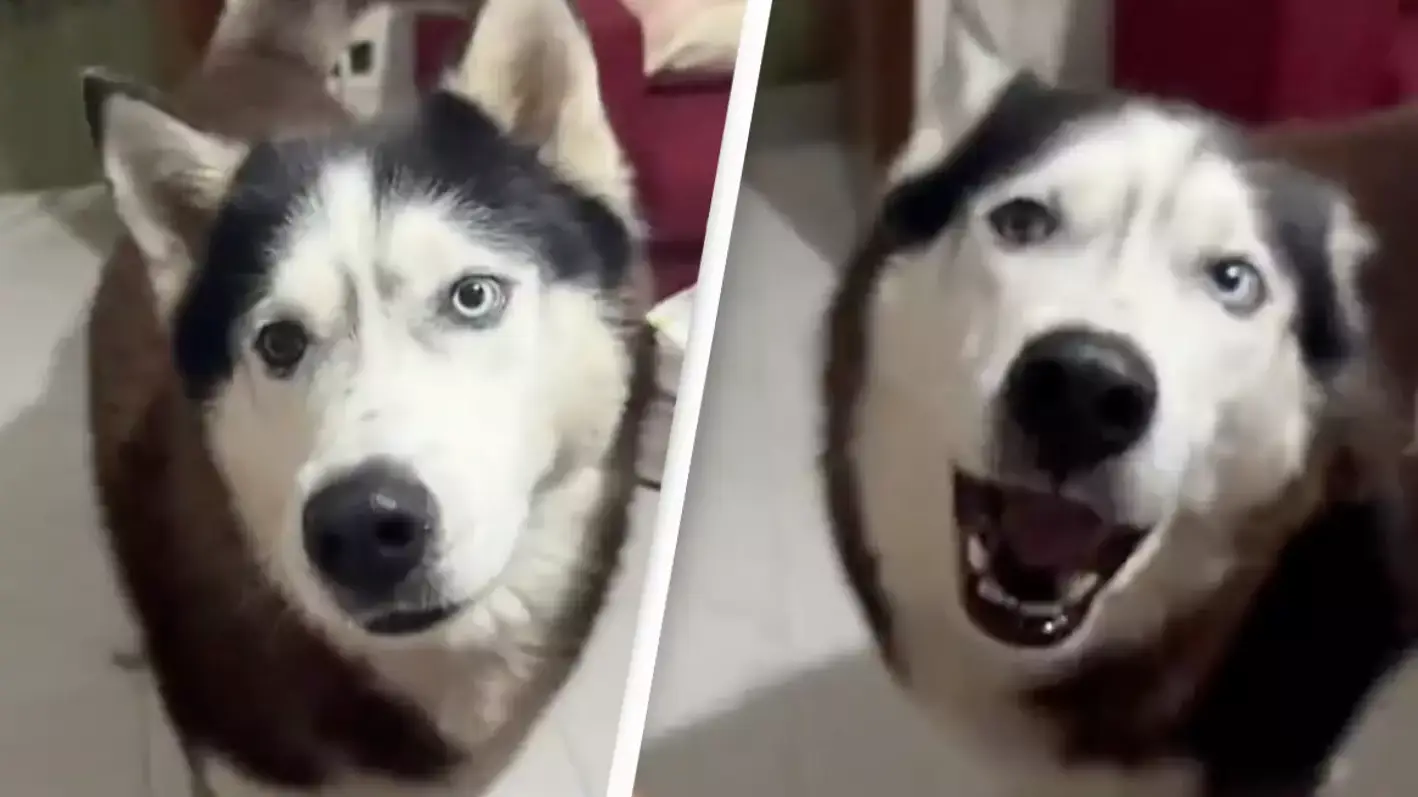 aaronthehusky_/TikTok