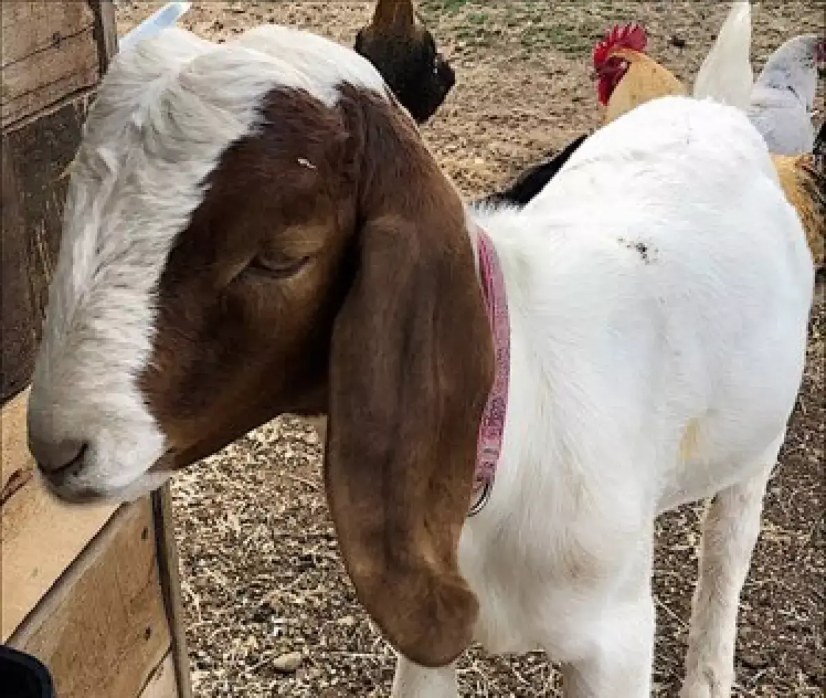 The goat is thought to have been slaughtered after being seized (Advancing Law For Animals)