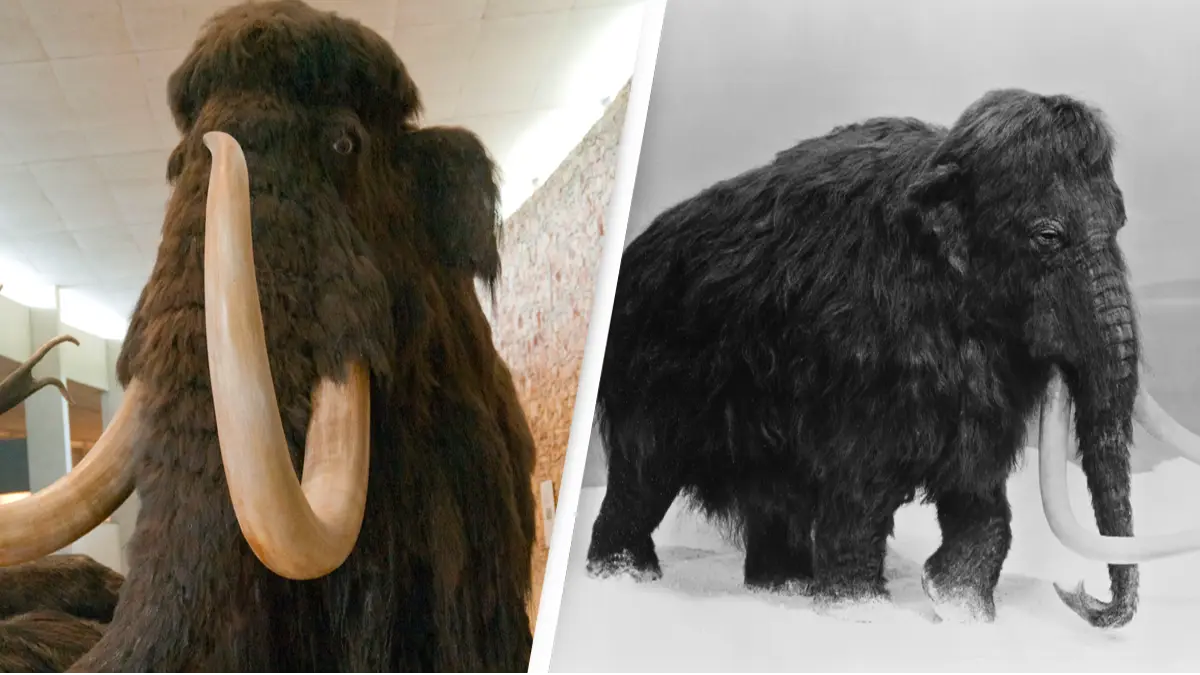 Scientists are reincarnating the woolly mammoth and it's set to return in just four years