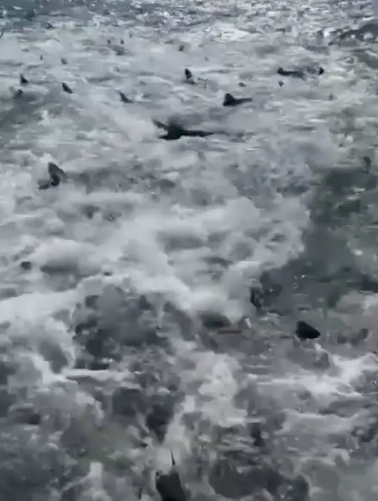 Imagine the fear if you fell overboard at this moment.(Storyful)