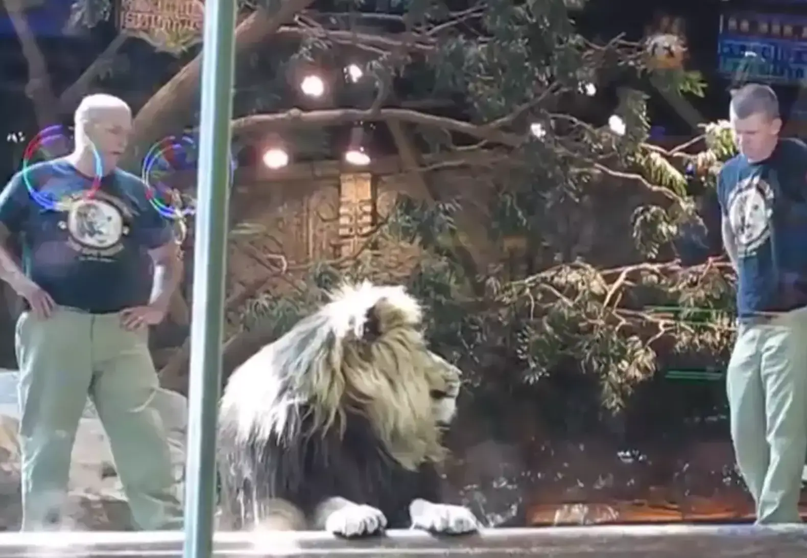 The keeper appeared to make eye contact with the male lion (Reddit)