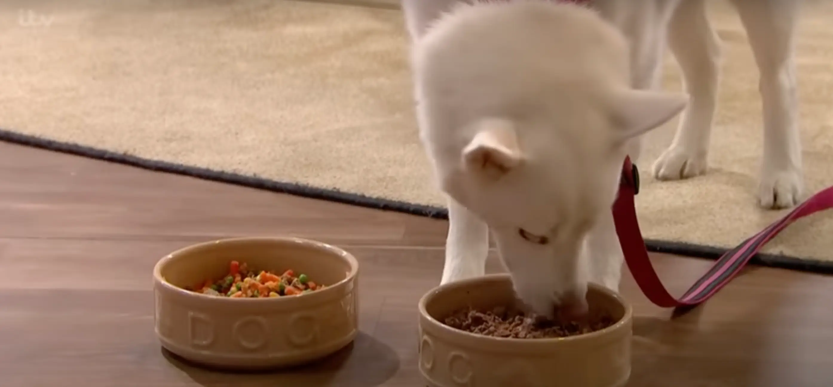 Storm, quite predictably, headed straight for the meat.