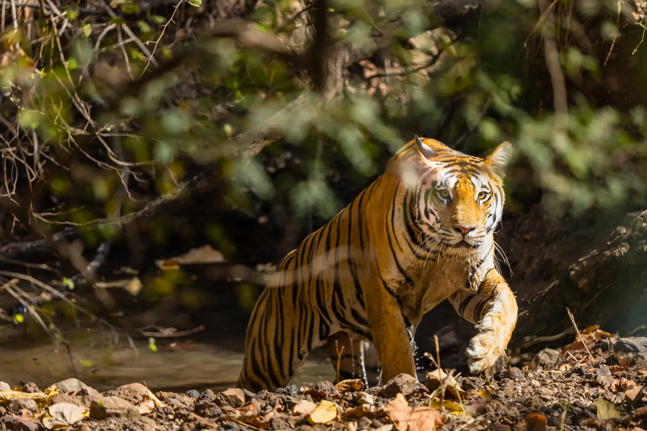 The tiger will not be euthanized following the fatal attack. (Getty Stock Images)