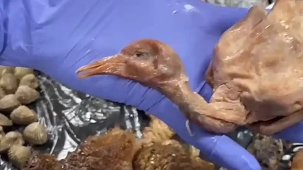 Policia Municipal de Madrid