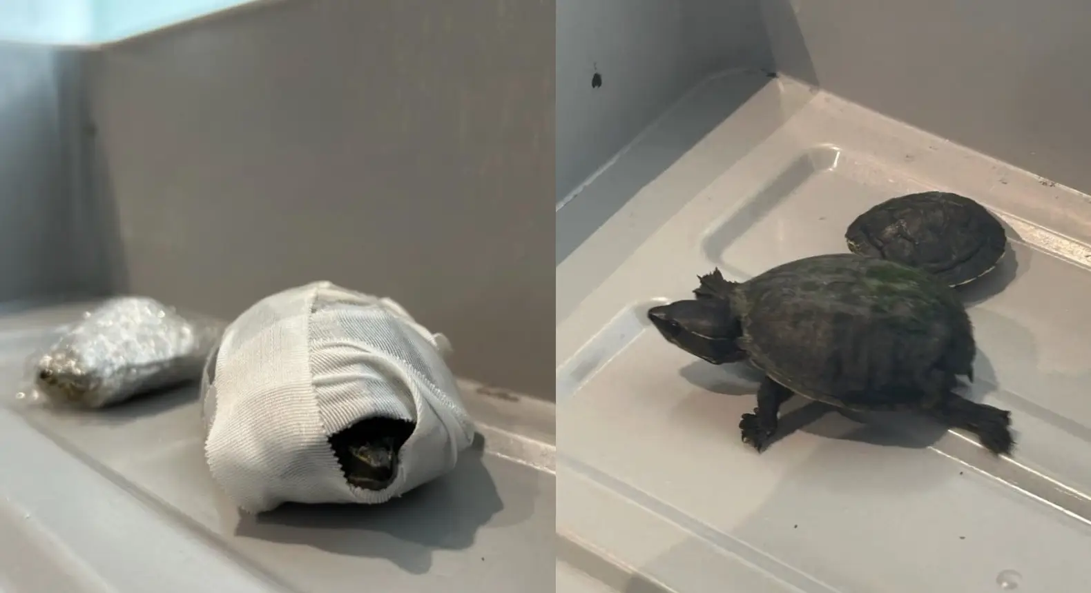 The TSA issued a warning after the turtle incident (TSA/Facebook)