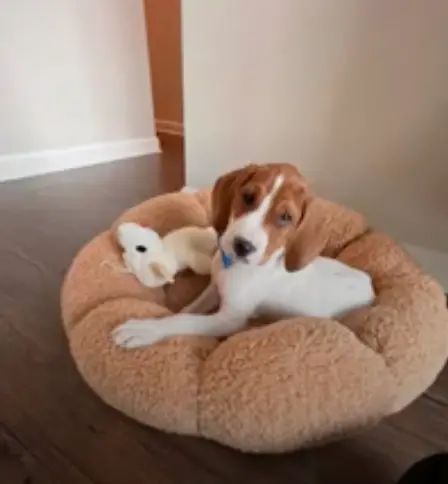 Pereira found Beau's picture back on the adoption website (Fox 5/YouTube)