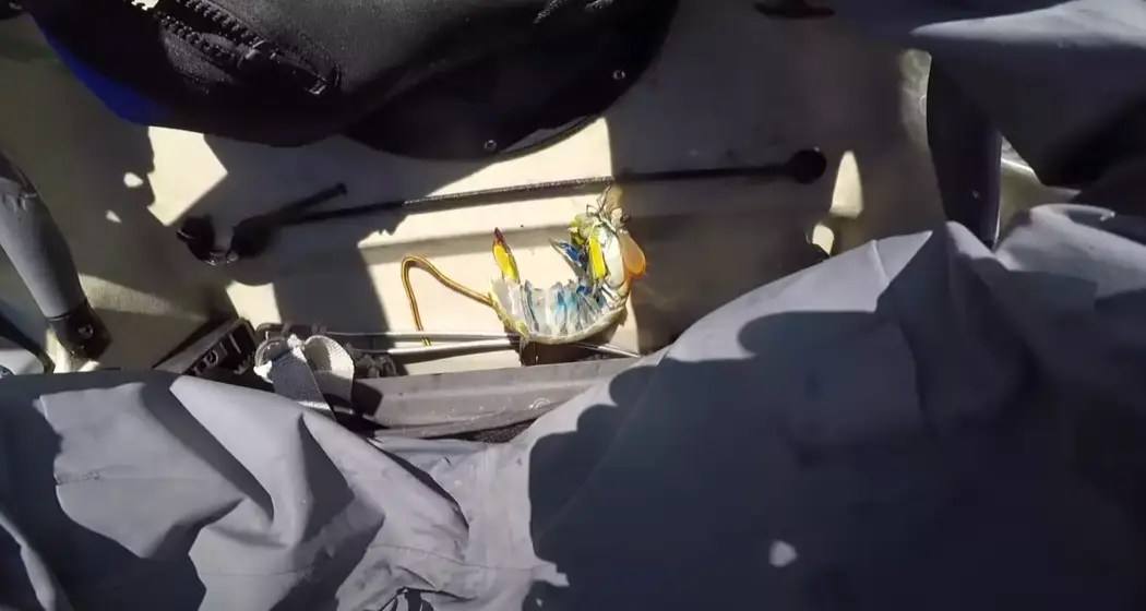 Surely a shrimp could cause no harm? (YouTube/Mr. Markus)