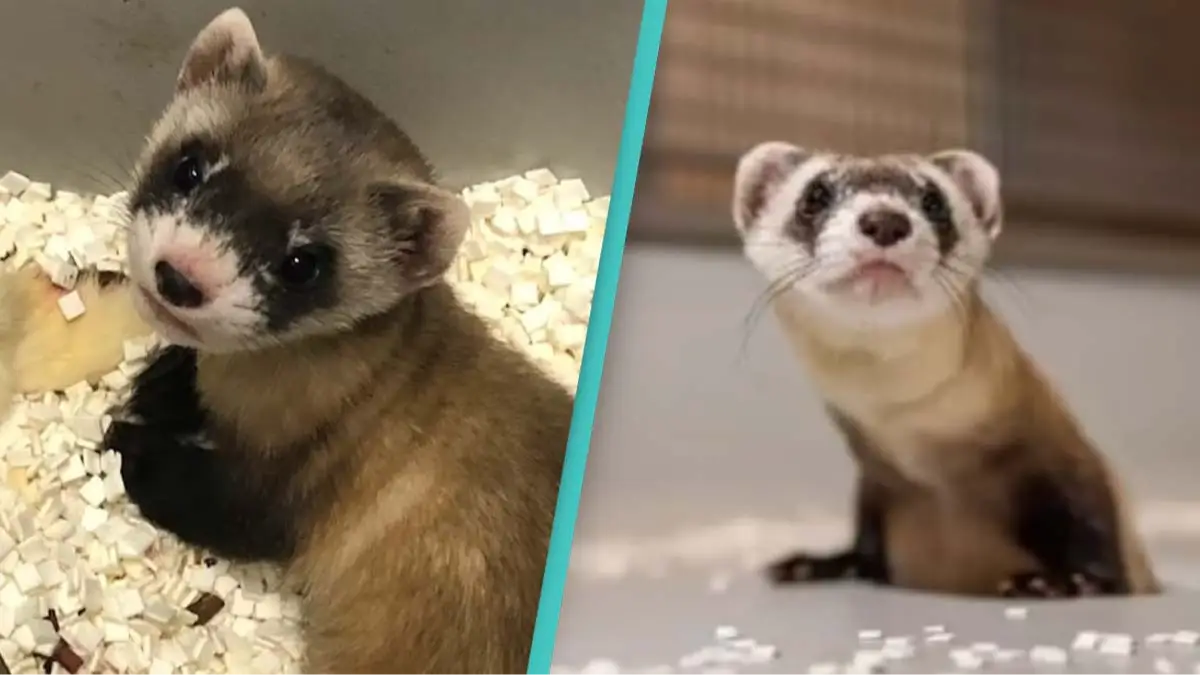 USFWS National Black-footed Ferret Conservation Center / Smithsonian Conservation Biology Institute