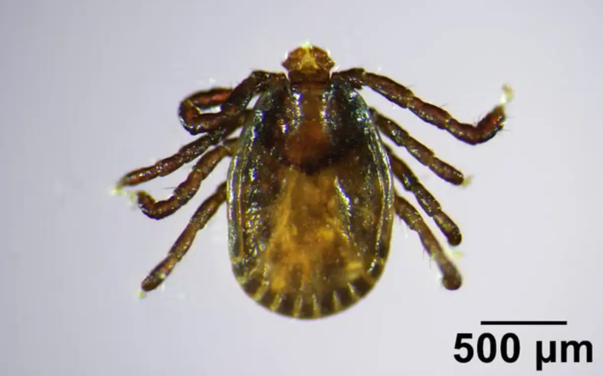 An urgent warning has been issued over the tick (University of Maine)