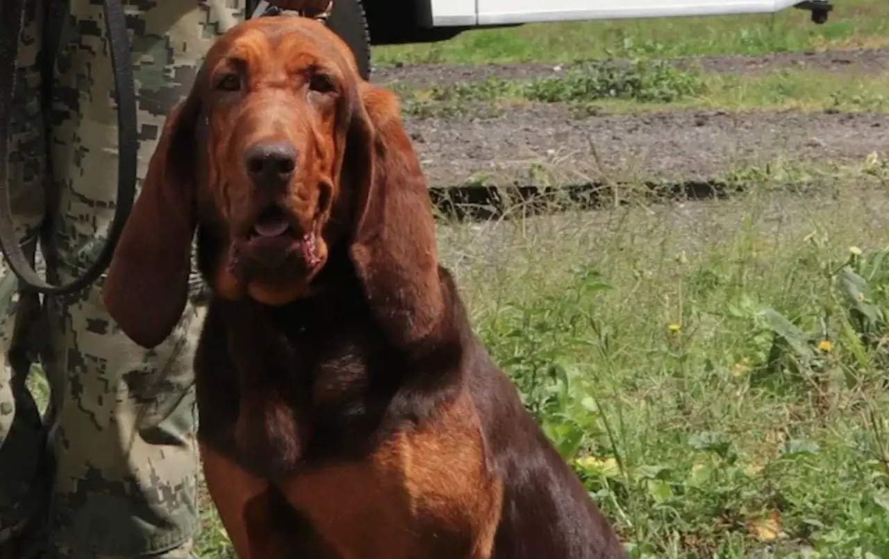 Max used her expert sense of smell to track down Caro Quintero.