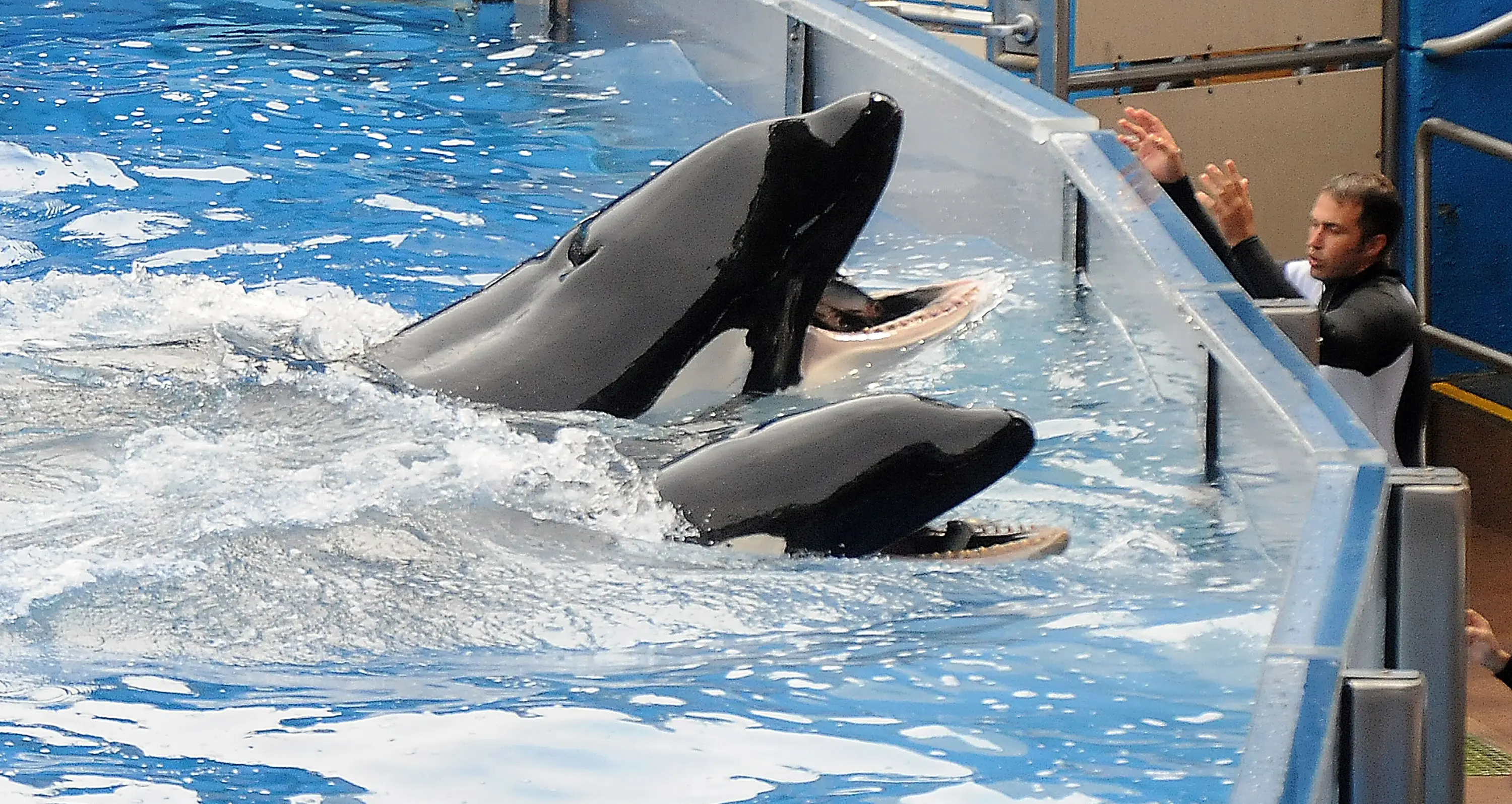 The orca continued to perform at shows following the string of deaths attributed to him (Gerardo Mora/Getty Images)