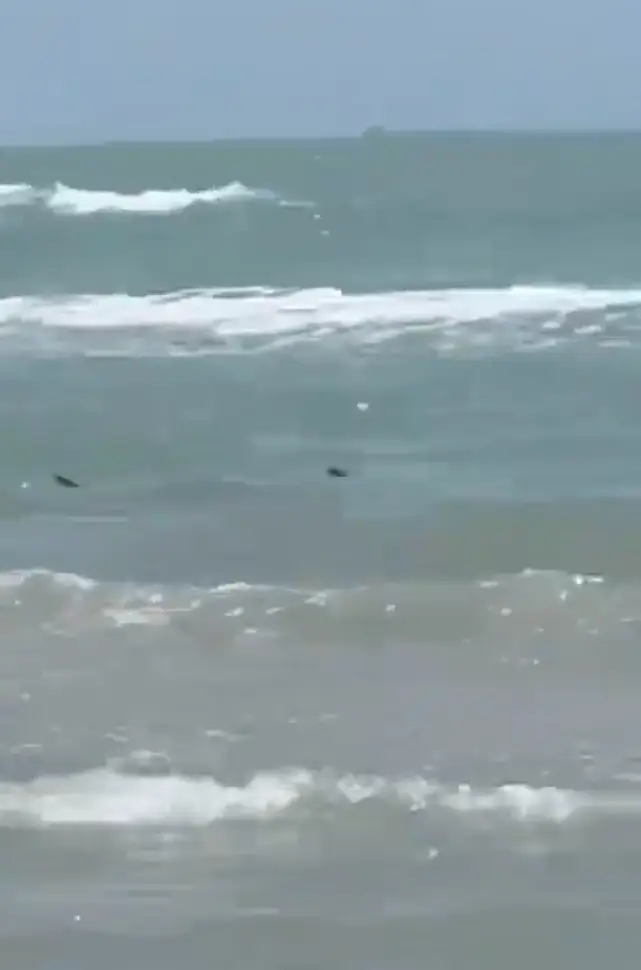 The shark was spotted in the surf. (X / zakisolja)