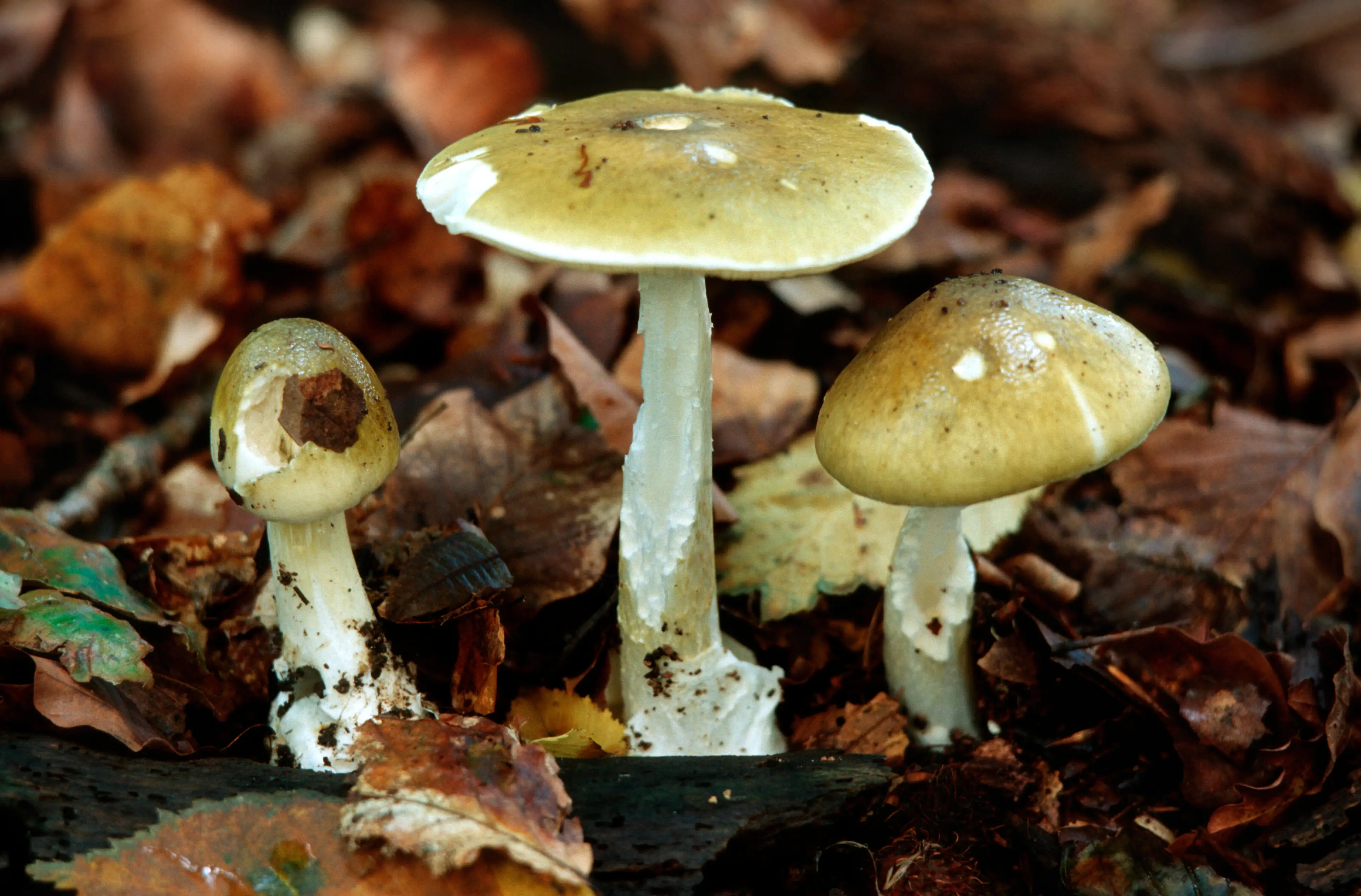 The study found that the mushroom was cloning itself.
