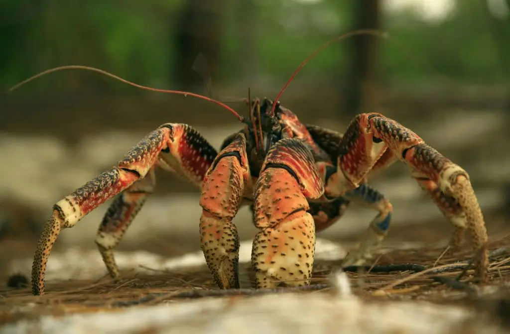 Coconut crabs on Nikumaroro Island are three feet wide and weigh 9lbs. (Photo by: Majority World/Universal Images Group via Getty Images)