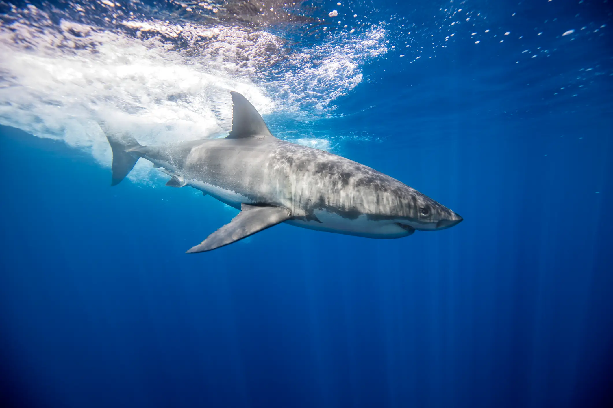 Great white sharks might me making their way for the California coast (Getty Stock)