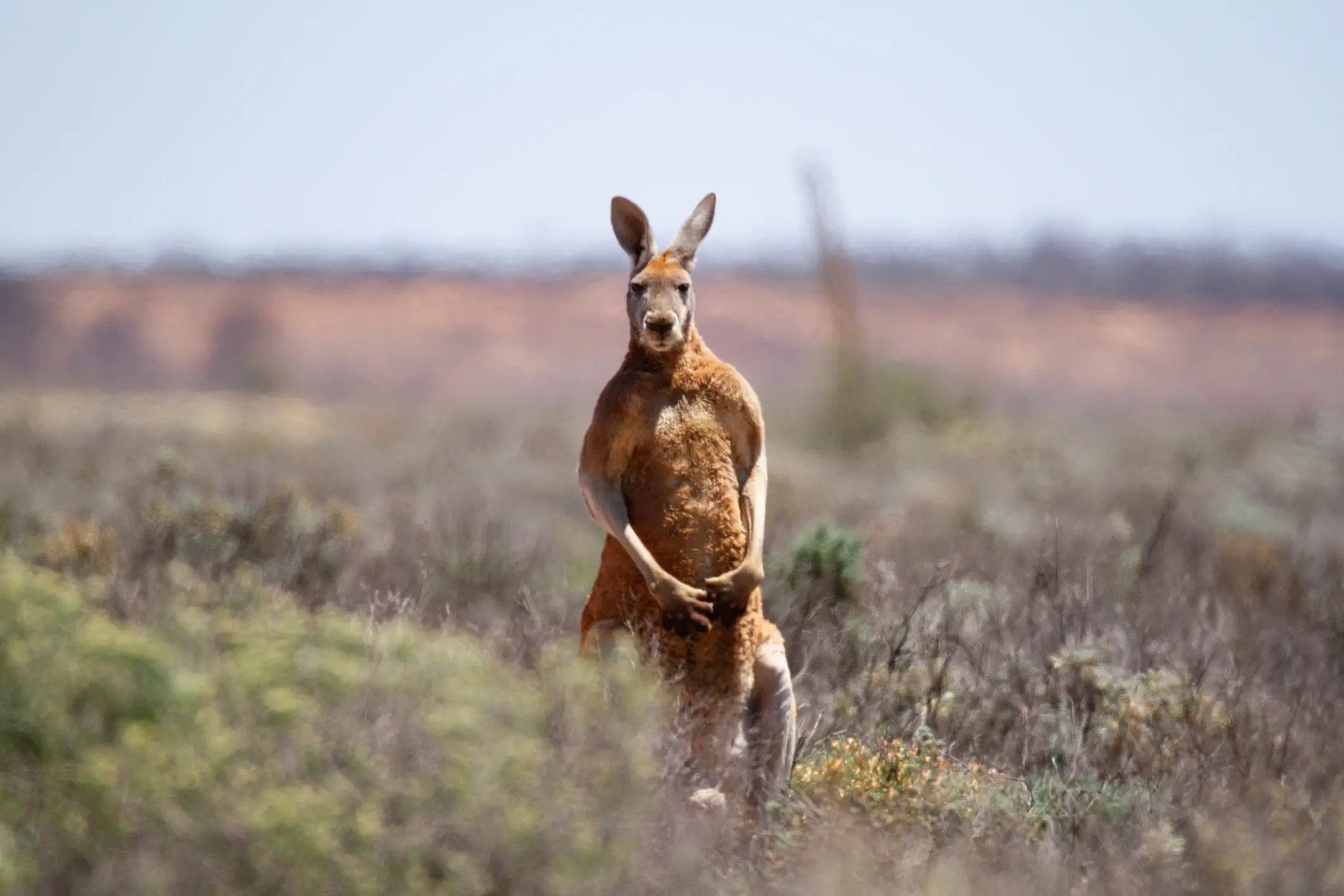 A look inside of a kangaroo's pouch has people losing their minds (Scott Gibbons/Getty stock images)