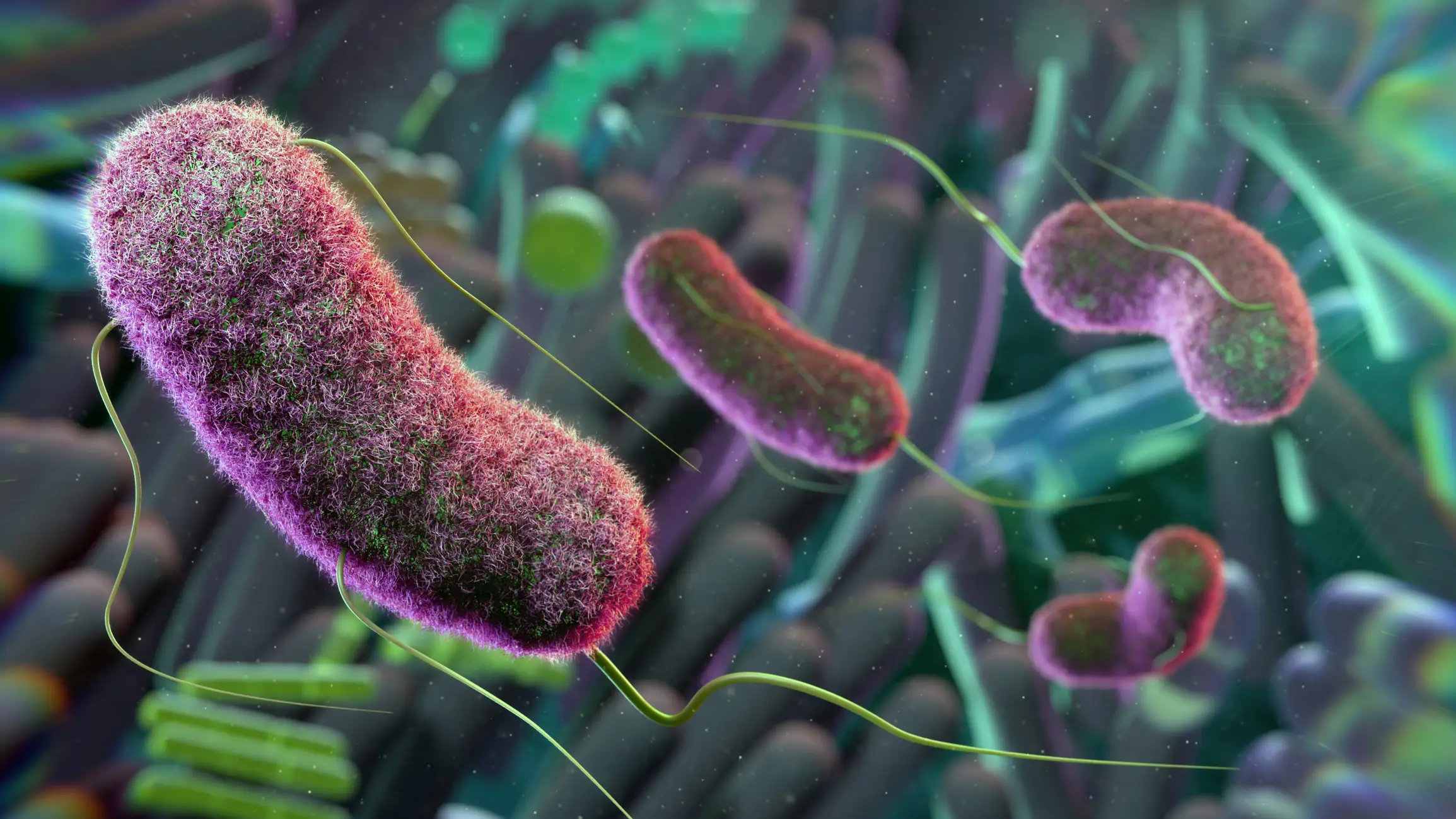 When bacteria are short on dietary fibre and plant protein, they start to digest the mucus lining that protects the gut wall. (Getty Stock Image)