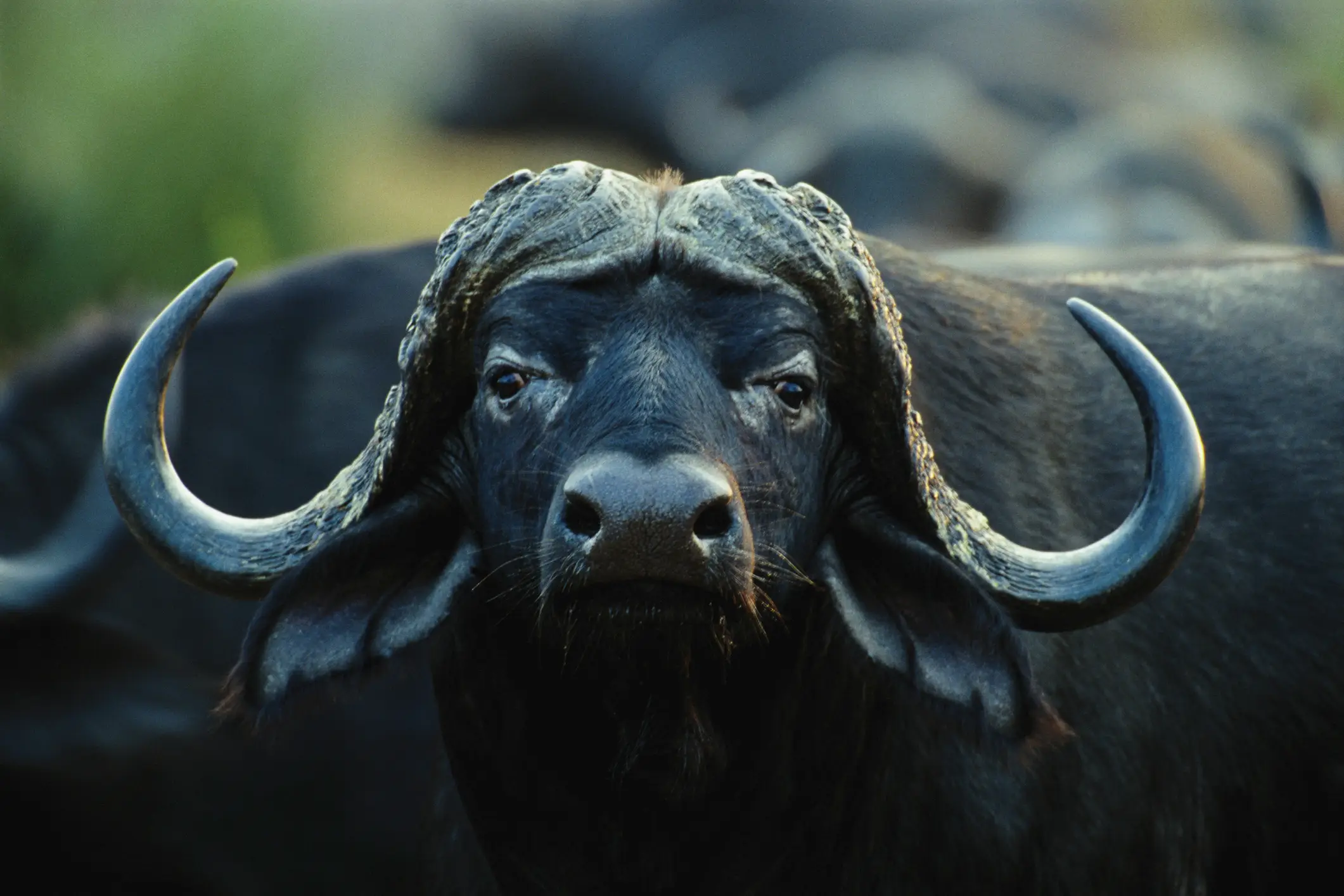 He was reportedly struck by a Cape buffalo (Getty Images)