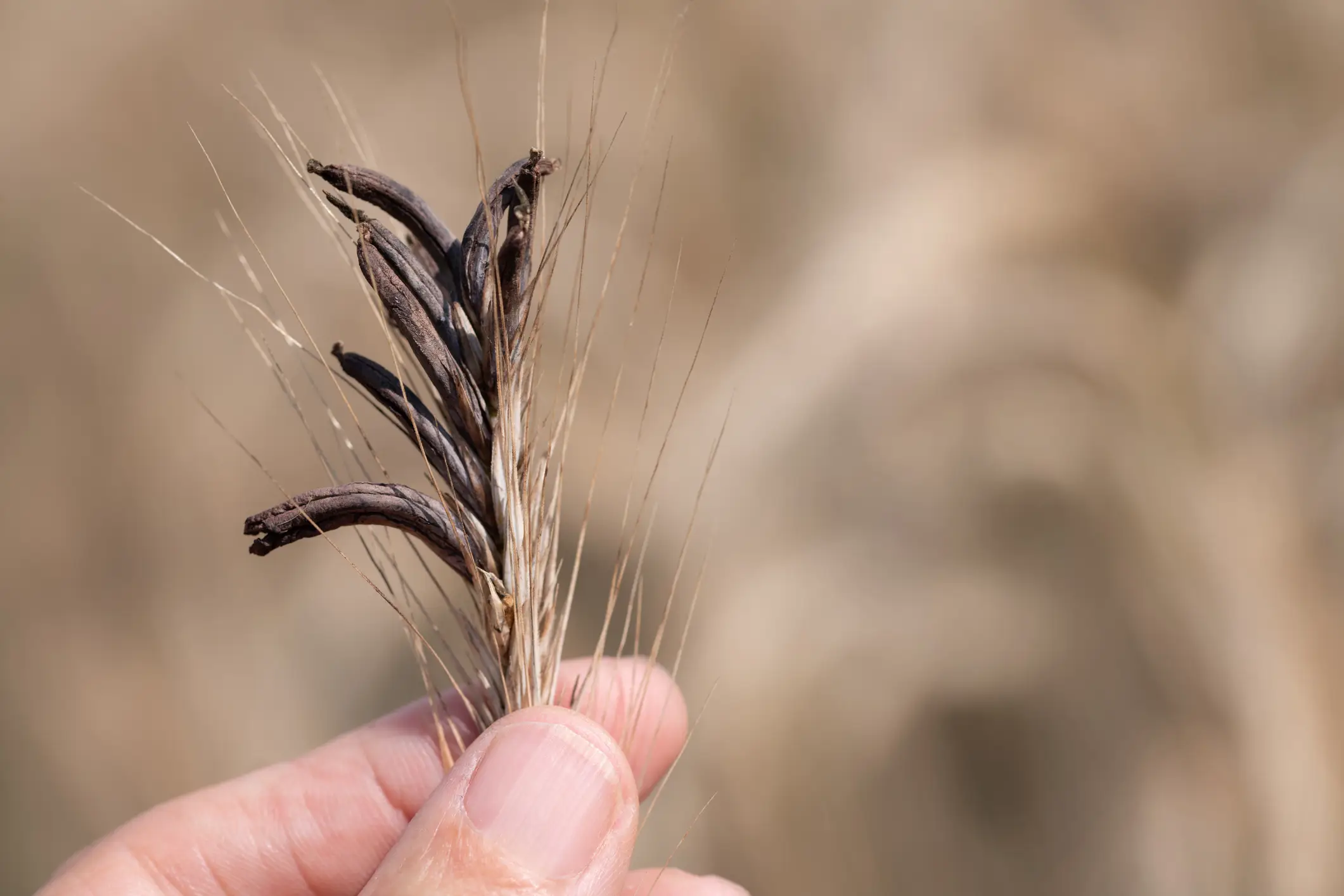 A ripe ear of grain containing the dark, and poisonous, ergot growing on it (Getty stock)