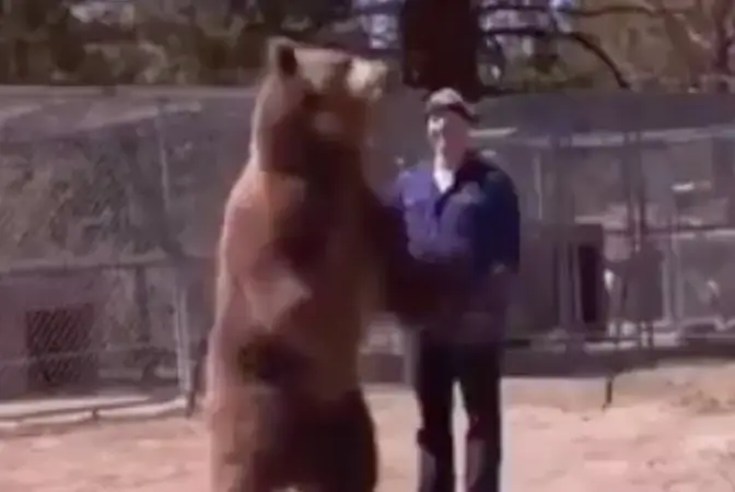 Rocky the bear weighed 700 pounds (National Geographic Wild) 
