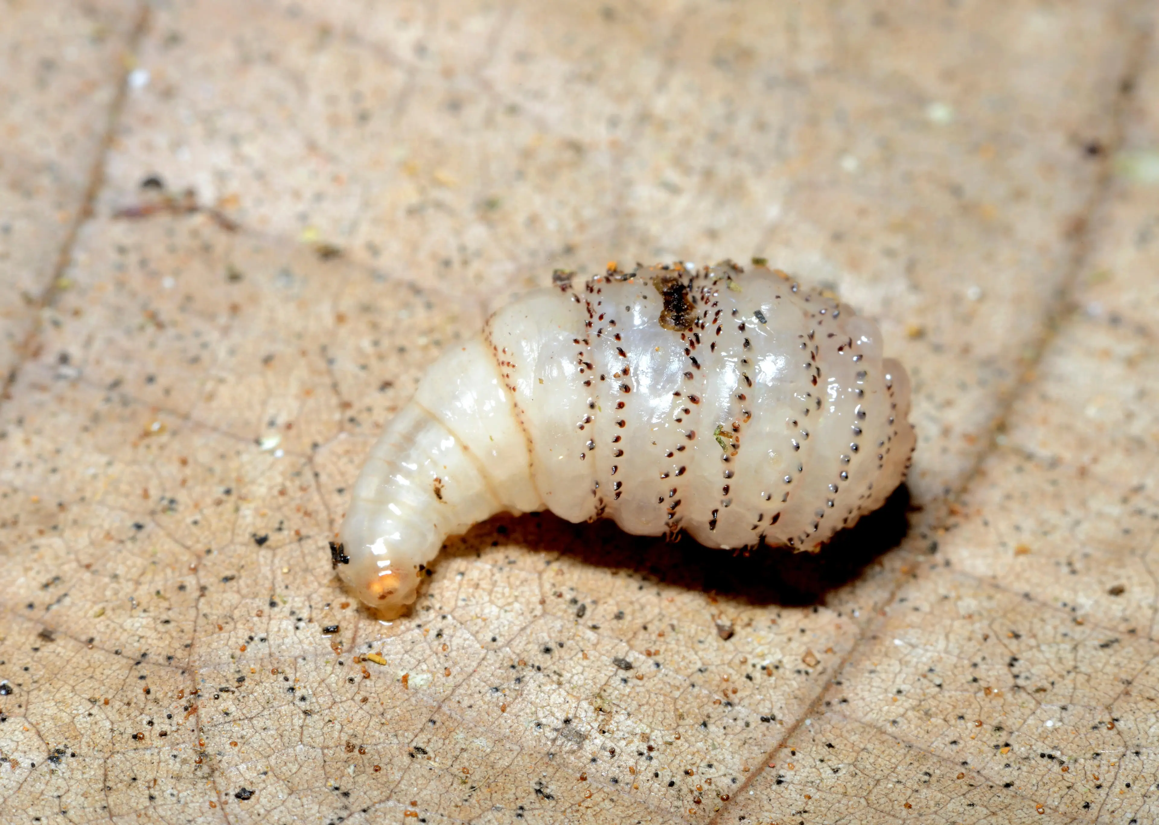 Nasal bots are often found in sheep and goats.