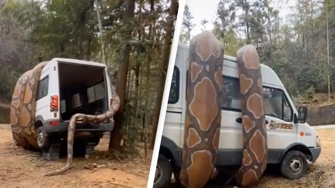 Giant Snake Prank Has The Internet In Panic
