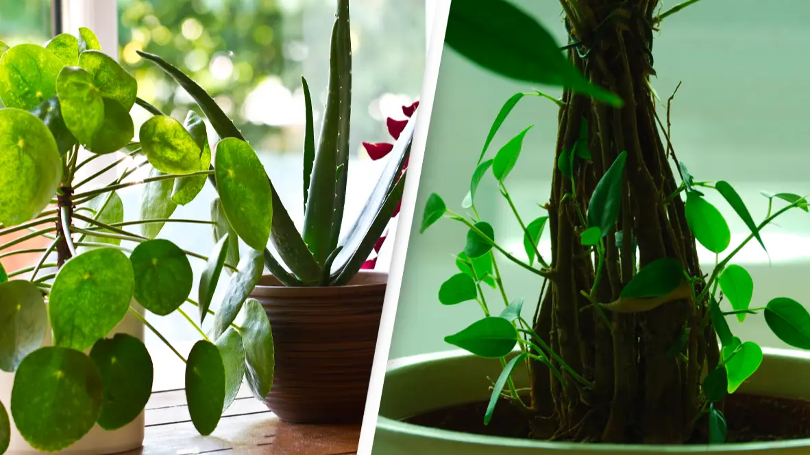 Scientists discovered plants actually make sounds after giving them microphones